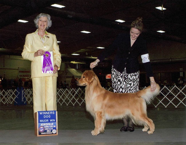 jack CH SHR My Buddy's Make Way For Ducklings CD RN JH CGC WCX VC at lakebound goldens 