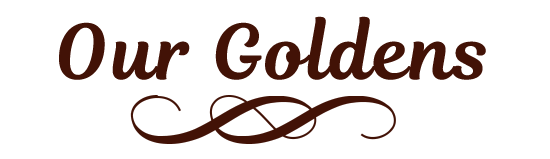 about lakebound golden retrievers