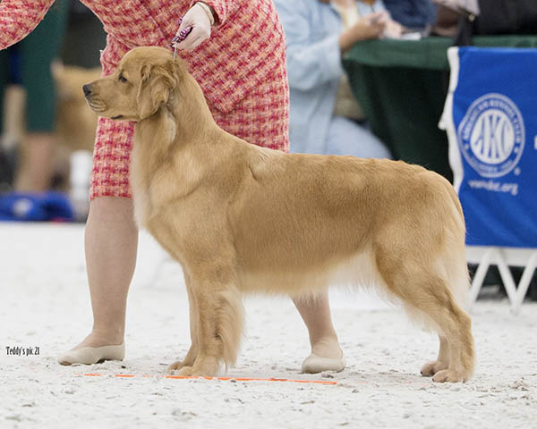 sailor Lakebound’s Smooth Sailing CCA at lakebound goldens