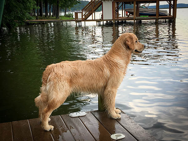Sandpipers That's All Bright With Me JH CGC TKI WC, sally of lakebound goldens looking out at the lake