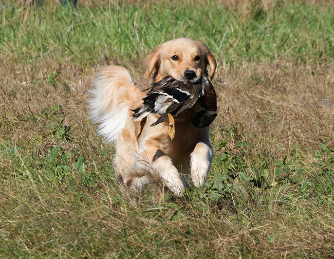 sally Sandpipers That's All Bright With Me JH CGC TKI CCA WC at lakebound goldens